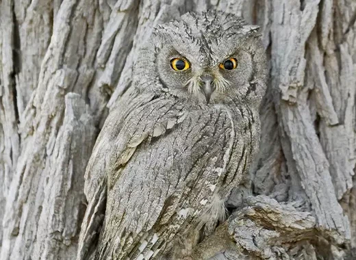 info-520-380 info-520-380